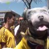 Video: Triumph The Insult Comic Dog Poops On World Cup-Loving NYers